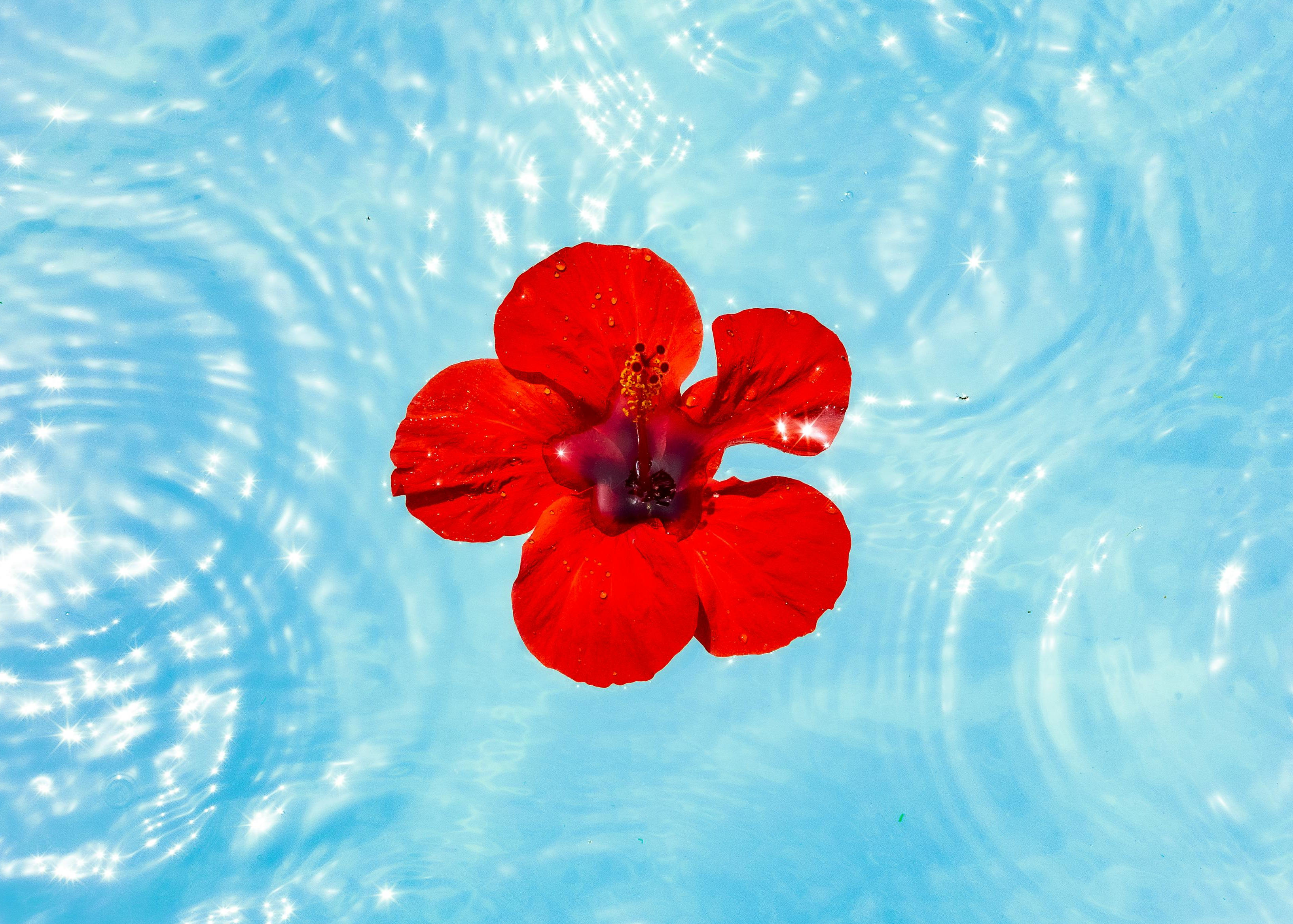Professional pool cleaning service in Phoenix, AZ